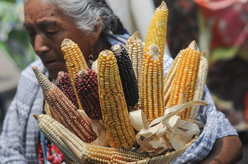 Maíz nativo y maíz transgénico: ¿Qué los hace tan distintos?