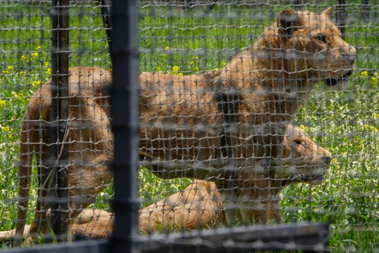 Querétaro busca castigar el abandono animal con cárcel y multas