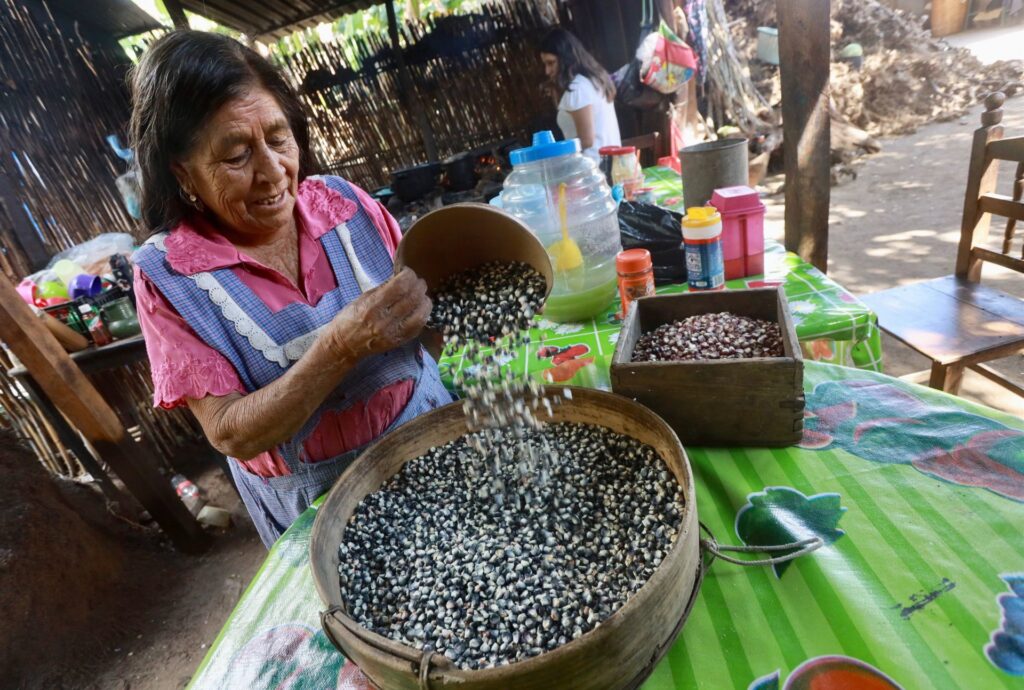 Maíz nativo y maíz transgénico: ¿Qué los hace tan distintos?