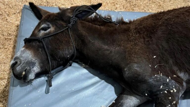 El caso de la burrita Oli: un llamado urgente a la justicia