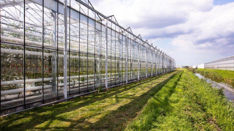 Querétaro: líder en invernaderos de alta tecnología en México