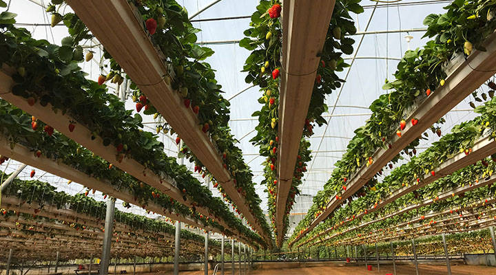 Título SEO: Agricultura en Querétaro: innovación y sostenibilidad en crecimiento