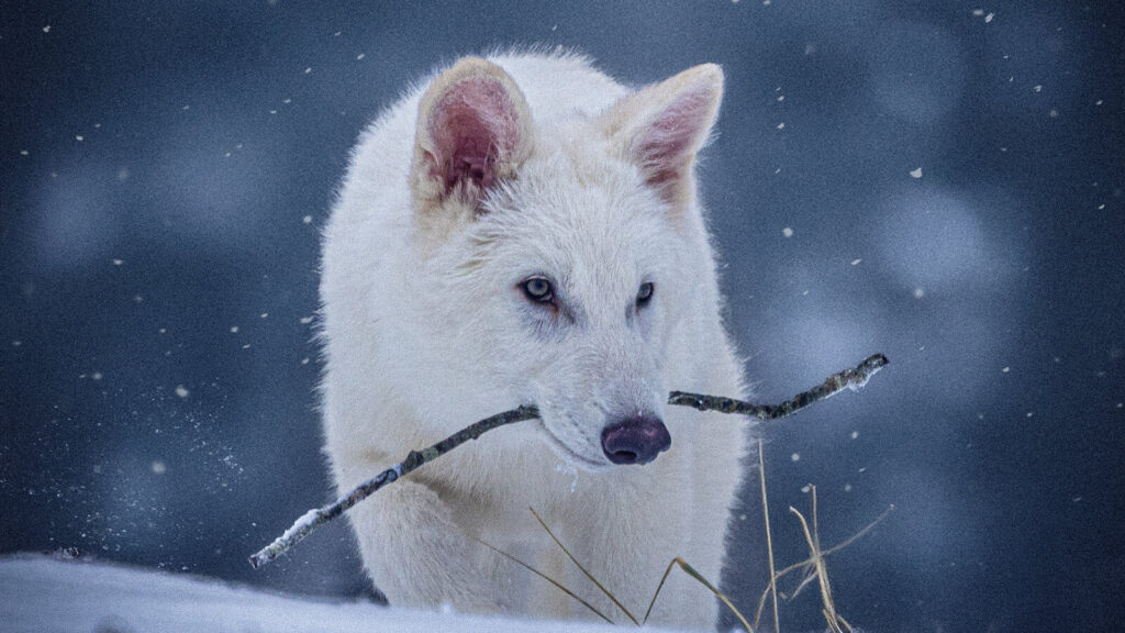 Nacen tres lobos terribles: un hito en la ciencia