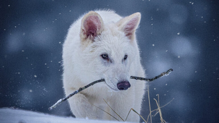 Nacen tres lobos terribles: un hito en la ciencia