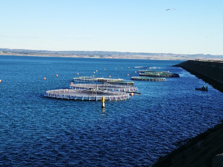 San Buto optimiza la acuicultura con prácticas sostenibles: Daniel Madariaga Barrilado