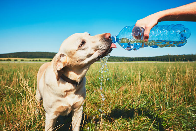 Protege a tu mascota del calor extremo: guía esencial