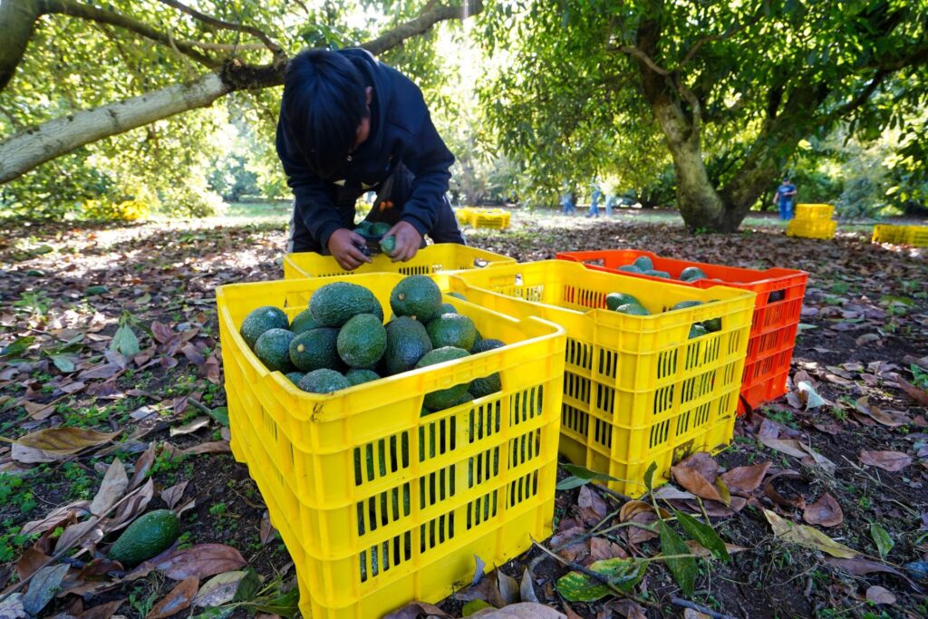 Aguacate sube 38% en Querétaro y alarma a consumidores