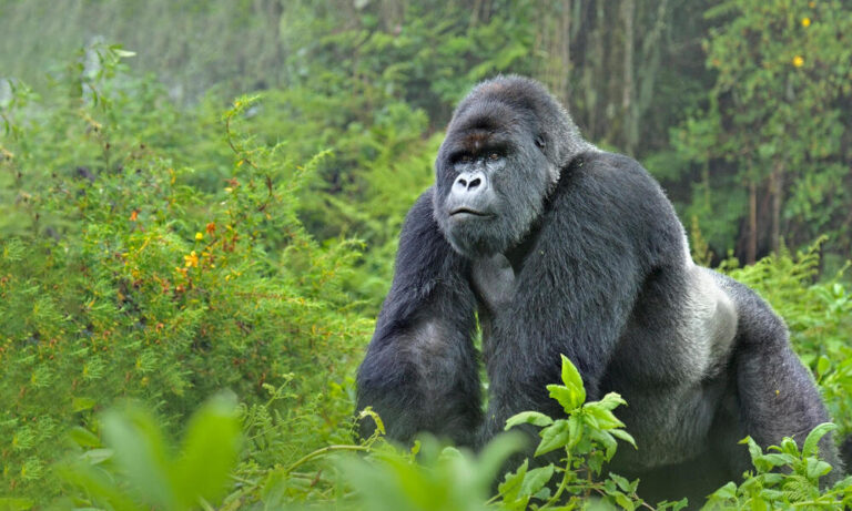 ¿100 hombres vs un gorila? El debate viral que conquistó internet