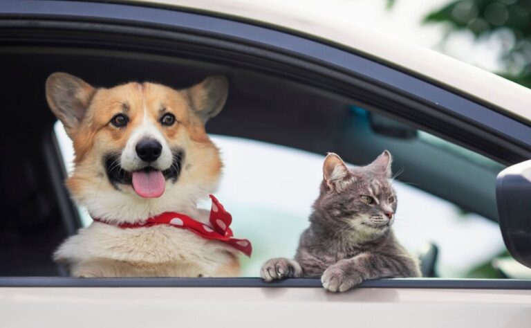 Uber Pet llega a Querétaro: viaja con tu perro o gato