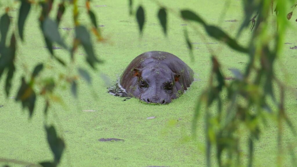 Hannah Shirley: la hipopótamo pigmea más longeva de la historia