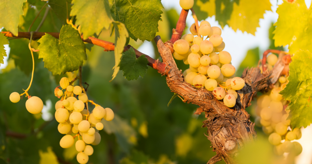 Querétaro brinda con orgullo: inicia la Temporada de Vendimias 2025