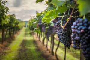 Querétaro impulsa uso de suelo agroturístico para viñedos