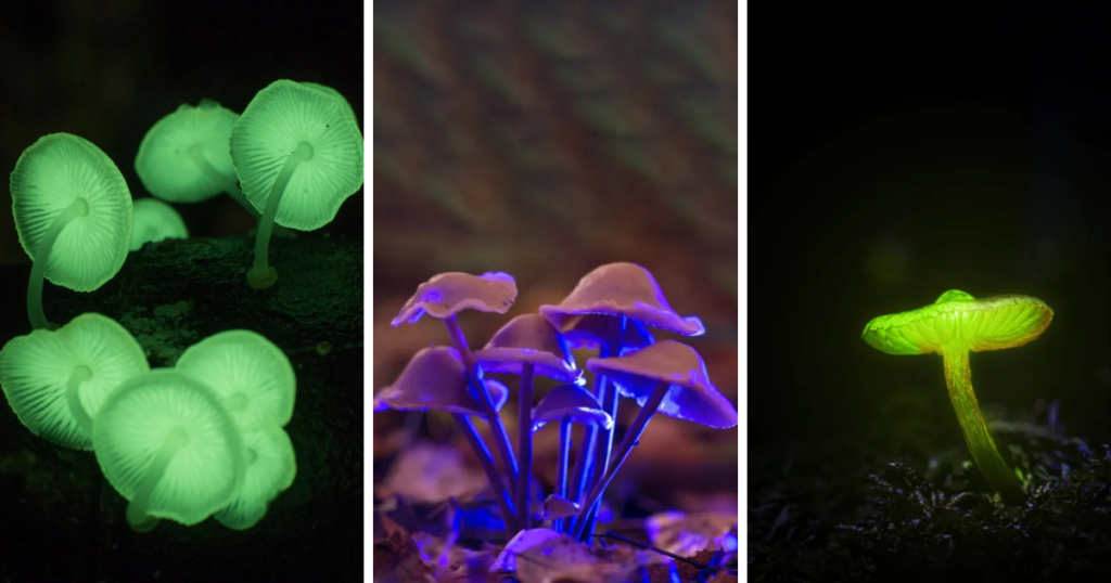 🌌 Bosque que brilla en Querétaro: maravilla natural nocturna