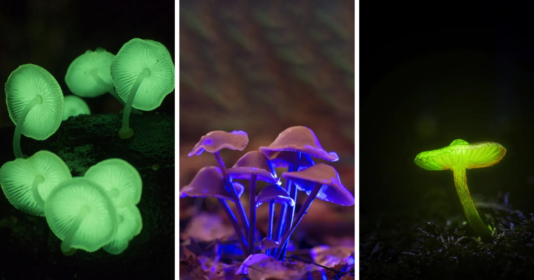 🌌 Bosque que brilla en Querétaro: maravilla natural nocturna