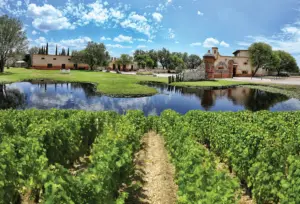 Los viñedos de Querétaro más populares : guía para la vendimia 2025