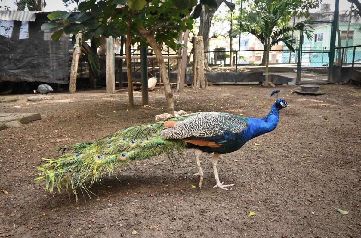 Patricia Lobeira Rodríguez supervisó los recintos de los animales.