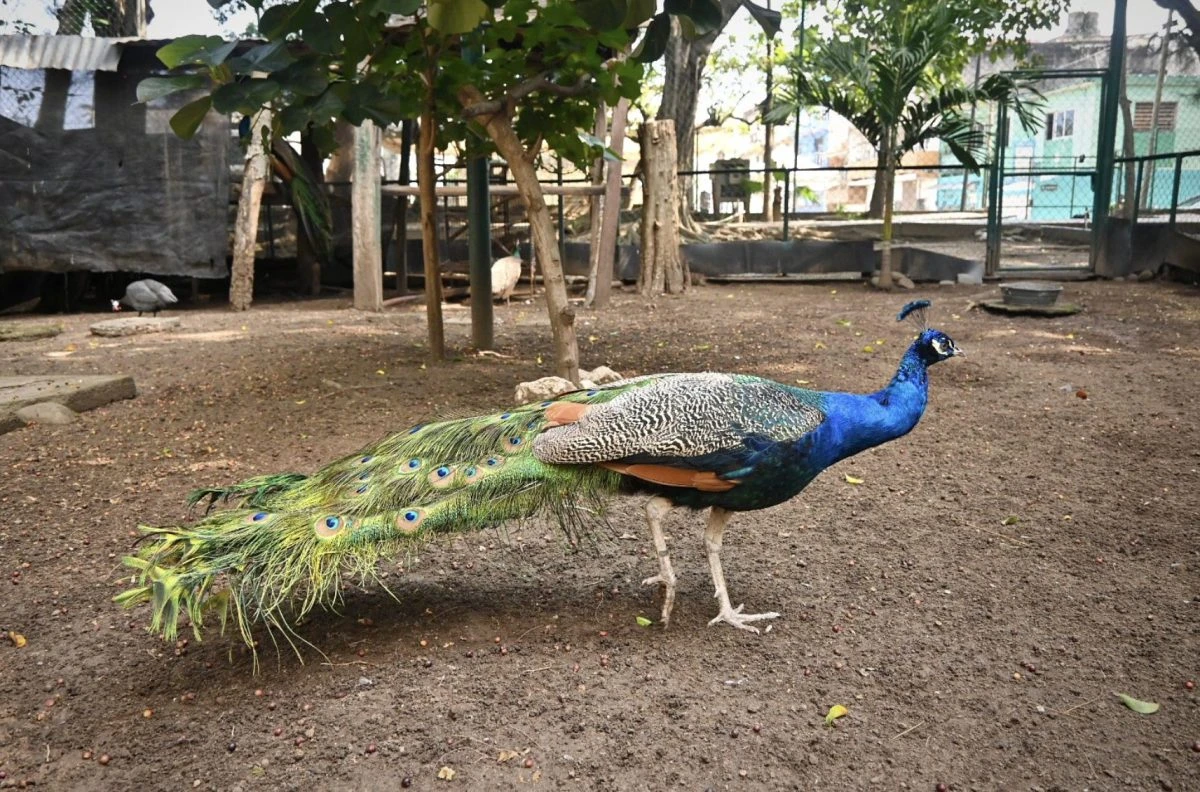 Patricia Lobeira Rodríguez supervisó los recintos de los animales.