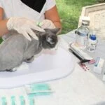 El antiparasitario Protecto Max mostró una efectividad del 100% para erradicar y prevenir plagas de garrapatas, pulgas y algunas especies de larvas.