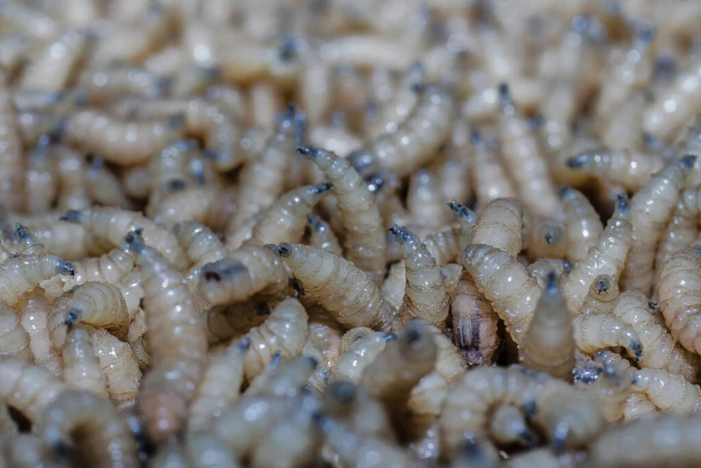 Plaga del gusano barrenador