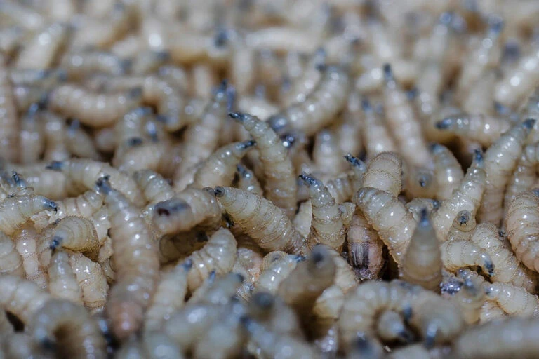 Plaga del gusano barrenador