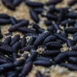 Investigadores y médicos veterinarios realizaron ensayos clínicos para evaluar la efectividad de Protecto Max para combatir parásitos.