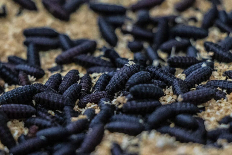 Investigadores y médicos veterinarios realizaron ensayos clínicos para evaluar la efectividad de Protecto Max para combatir parásitos.